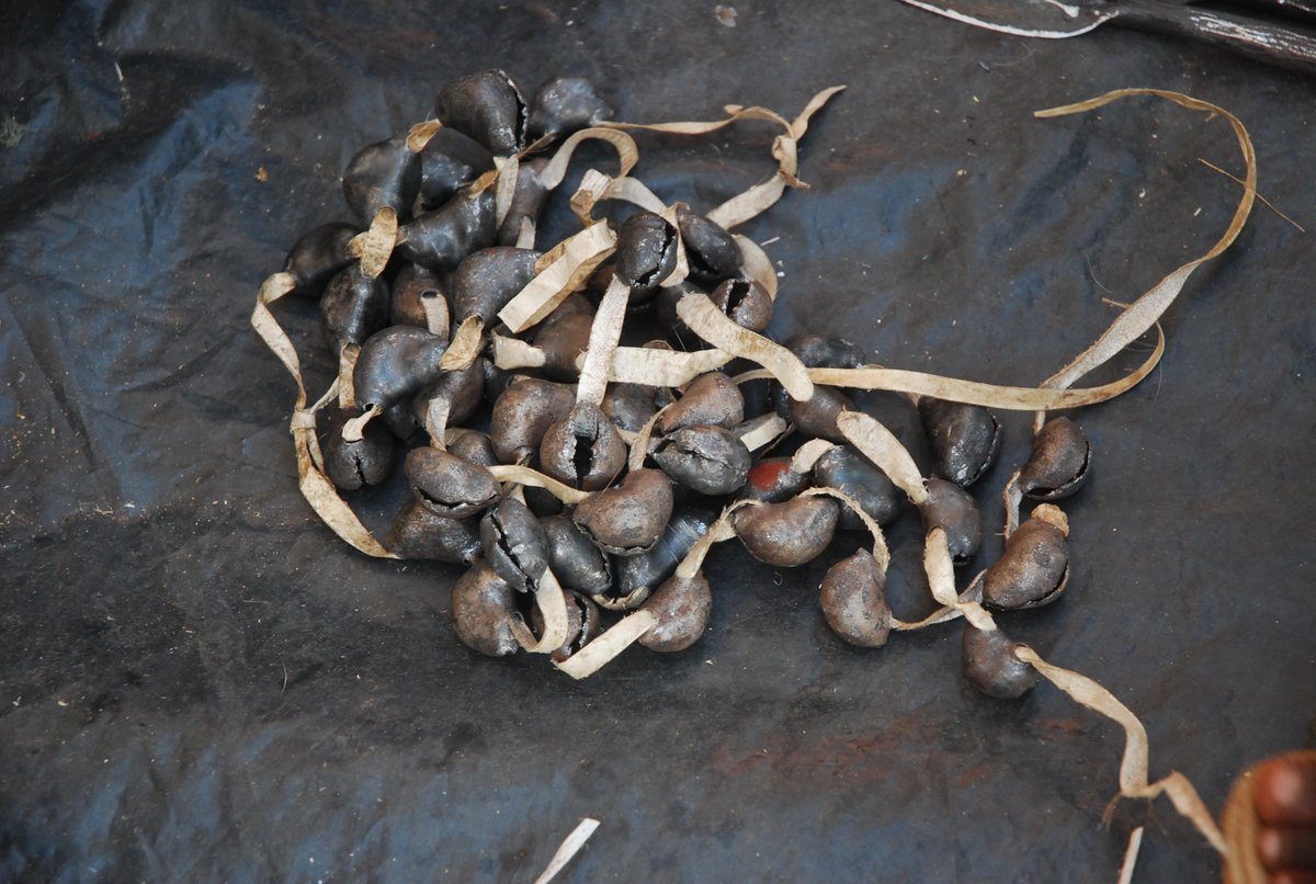 #AcoliCulturalFestival17  in pictures
gara, the anklets women and men wear for dance. it produces a sweet harmonious sound  that rymes with the whistle and drums