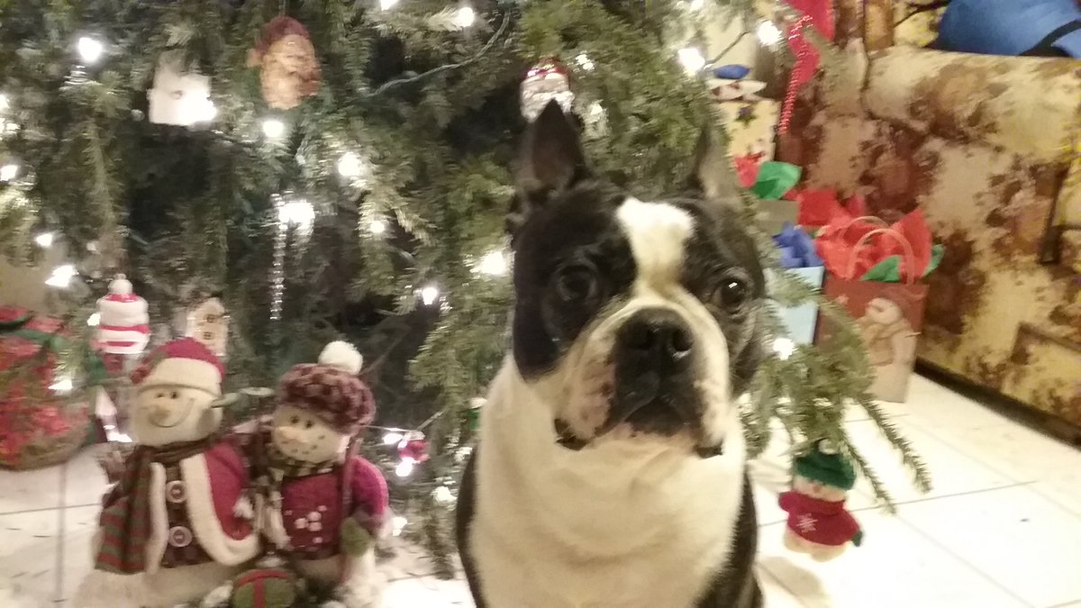 SydDrako's tweet photo. Merry Christmas to all the furbabies out there...may your humans feed u good for the holidays #Christmas #holidays  #bostonterrier https://t.co/ImpmxQ0XVr