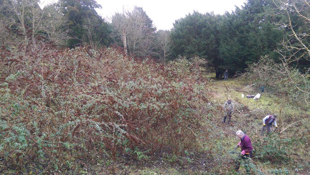 BillDowney8's tweet photo. Before and after photos of Surrey Small Blue workparty at Netley Plantation. We are getting very practiced at clearing out old quarries. https://t.co/hvUtzGEePF