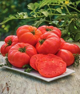 CoHorts's tweet photo. These enormous 'Atlas Hybrid' tomatoes are beefstakes for the porch! #25DaysOfBurpee https://t.co/pKbwnBqwVb https://t.co/jo8Fi40sMp