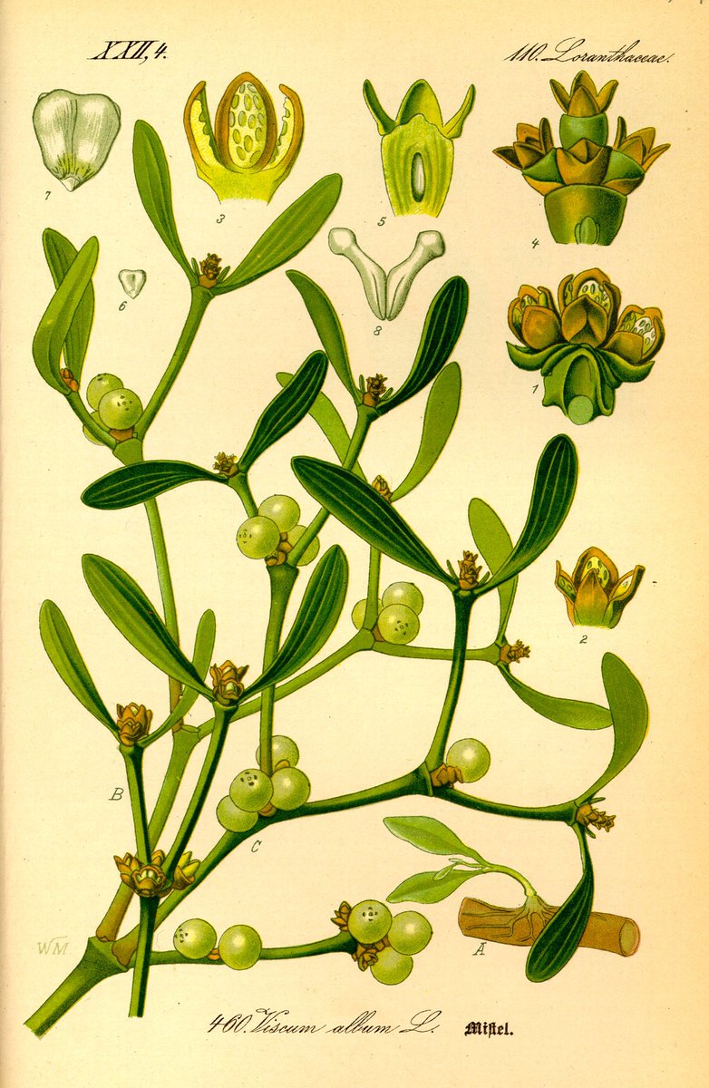 Mistletoe is a magical herb. It's history has gotten distorted but its rightful place is powerful.