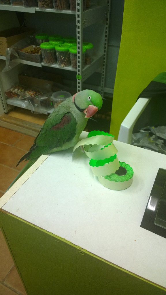 Artur: "Hey mum, let me help you with the price tags!" 👍❤😂#Weekend at work #AlexandrineParrot🐦 #SaturdaySmile😊