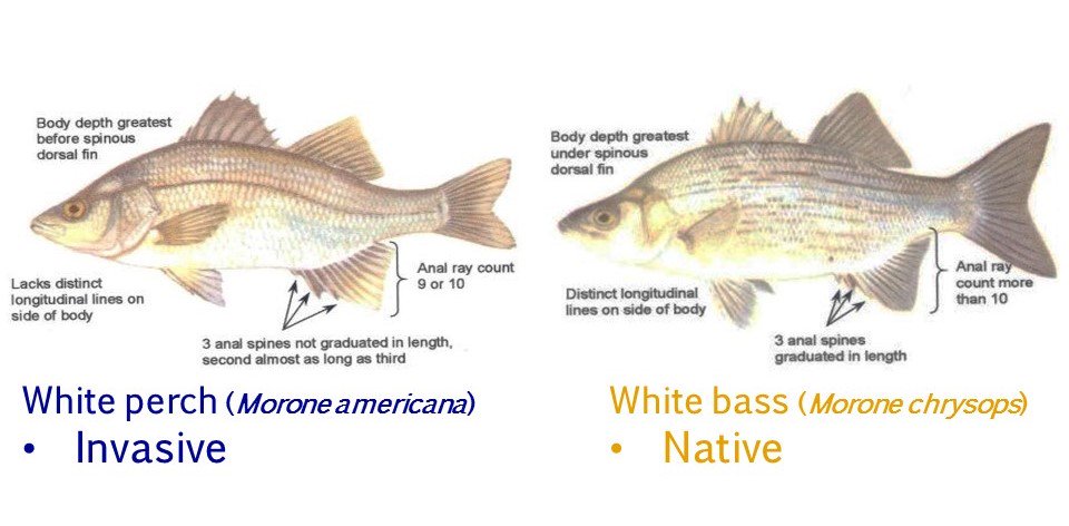 Katie O'Reilly on X: White perch can hybridize with their close