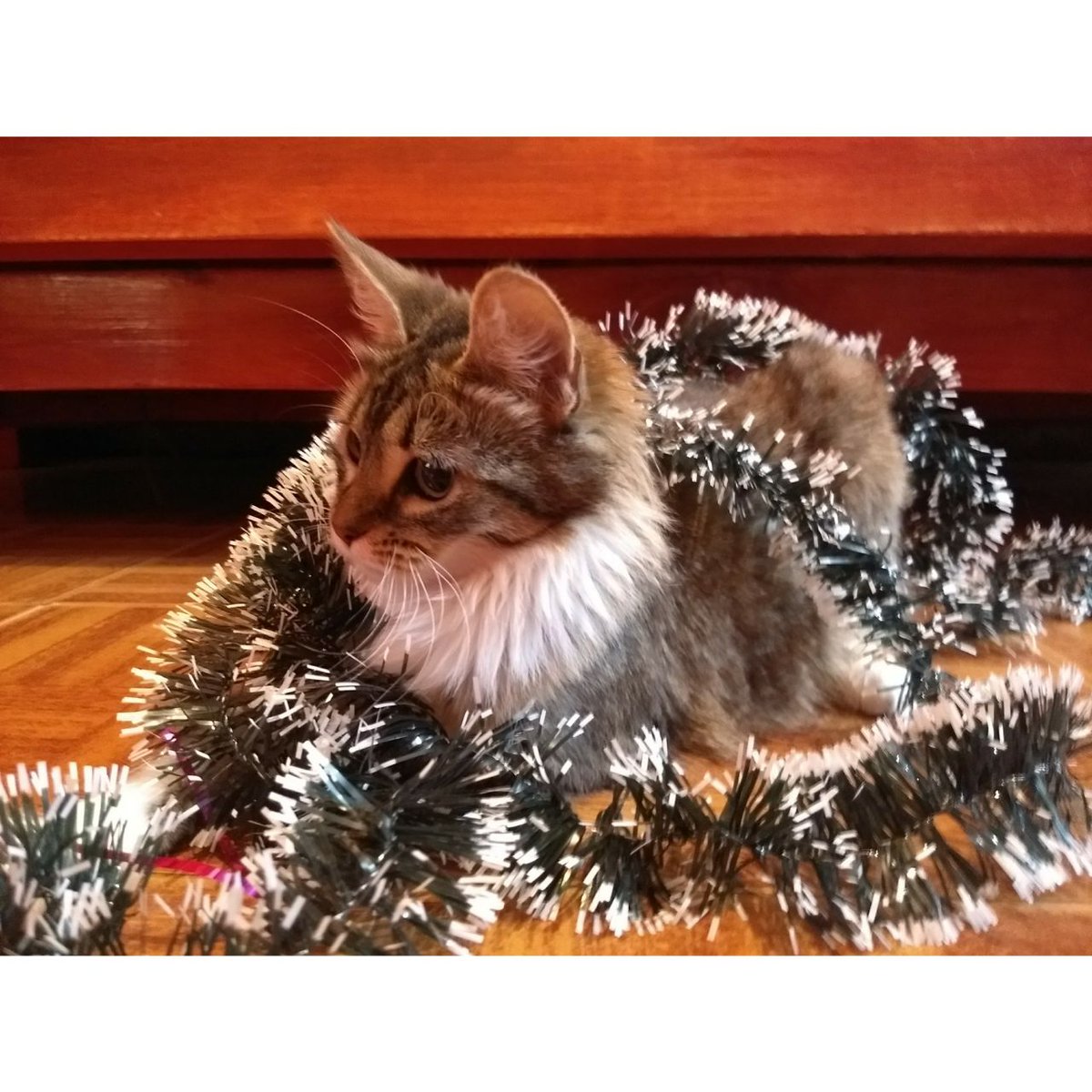 sarcasmosmami's tweet photo. #EsteFinde  el bebe de la casa espera la navidad https://t.co/cWLwvBBCt3