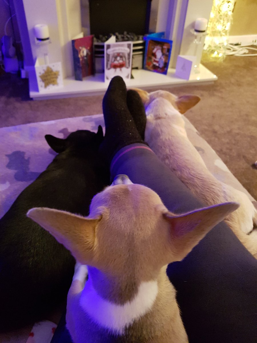 spoiltpaws's tweet photo. Love my Chi babies ... #christmascuddles #puppy #chihuahuasofinstagram #lovemydogs #notjustforchristmas #cutealert https://t.co/ABCs7LVUiZ