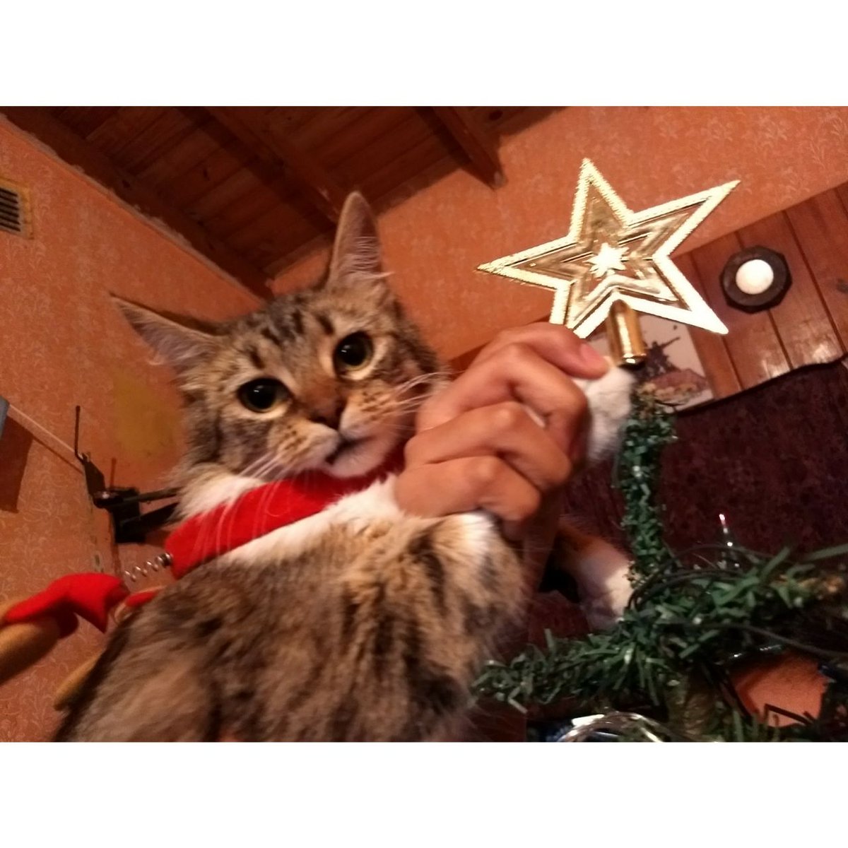 sarcasmosmami's tweet photo. #EsteFinde  tito es parte de la familia. Saludos feliz navidad para todos y todas jajaja https://t.co/9Lobm7lVXC