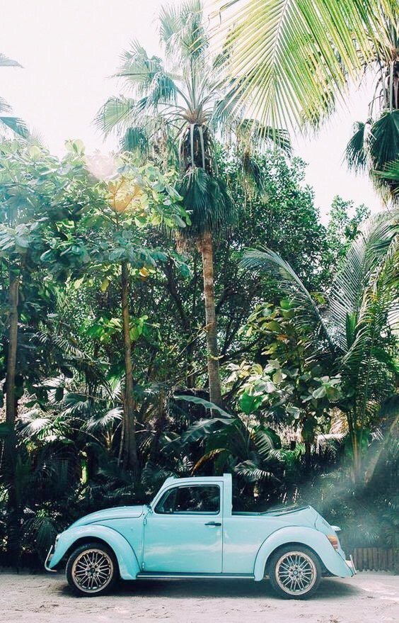 Habanera's tweet photo. We love our tropical days! 🌴
#HabaneraColon #GrupoLarrumba https://t.co/38vdsxB8Pn