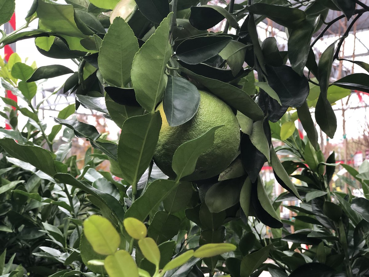 buchanansplants's tweet image. Citrus and olive trees are gifts that keep on giving year after year. Come pick up a last minute gift that grows today! We are open from 9-6! #giftsthatgrow  #holidaygiving #treesforhouston