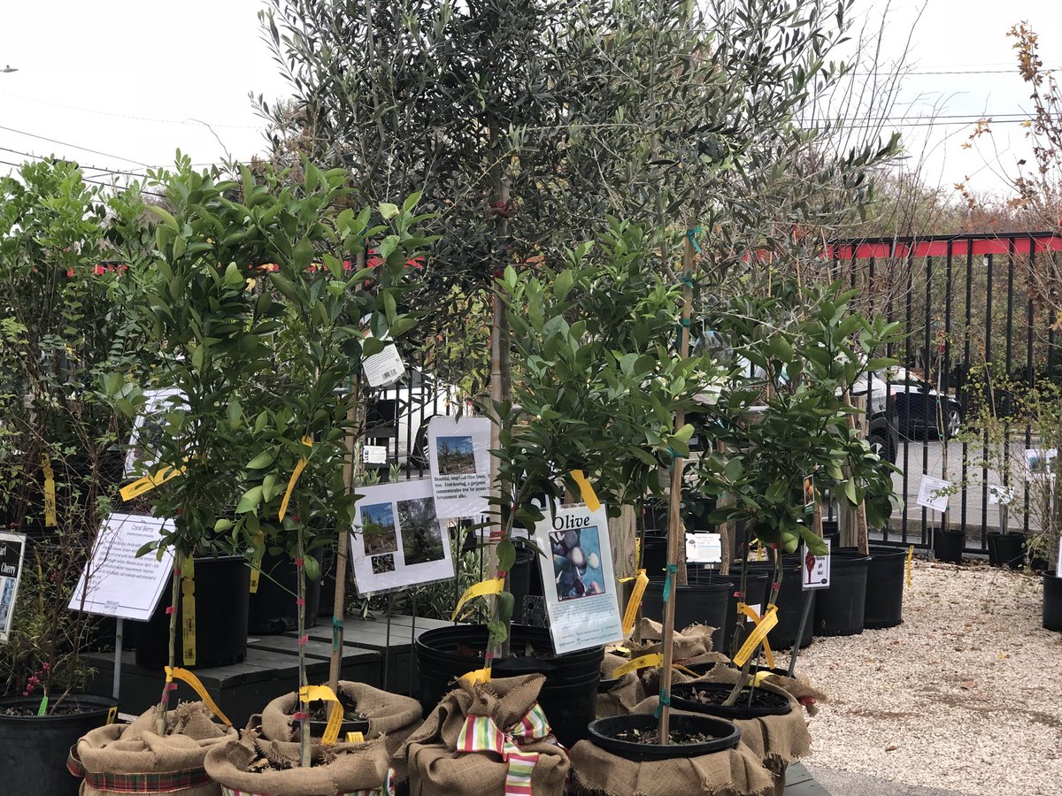 buchanansplants's tweet image. Citrus and olive trees are gifts that keep on giving year after year. Come pick up a last minute gift that grows today! We are open from 9-6! #giftsthatgrow  #holidaygiving #treesforhouston