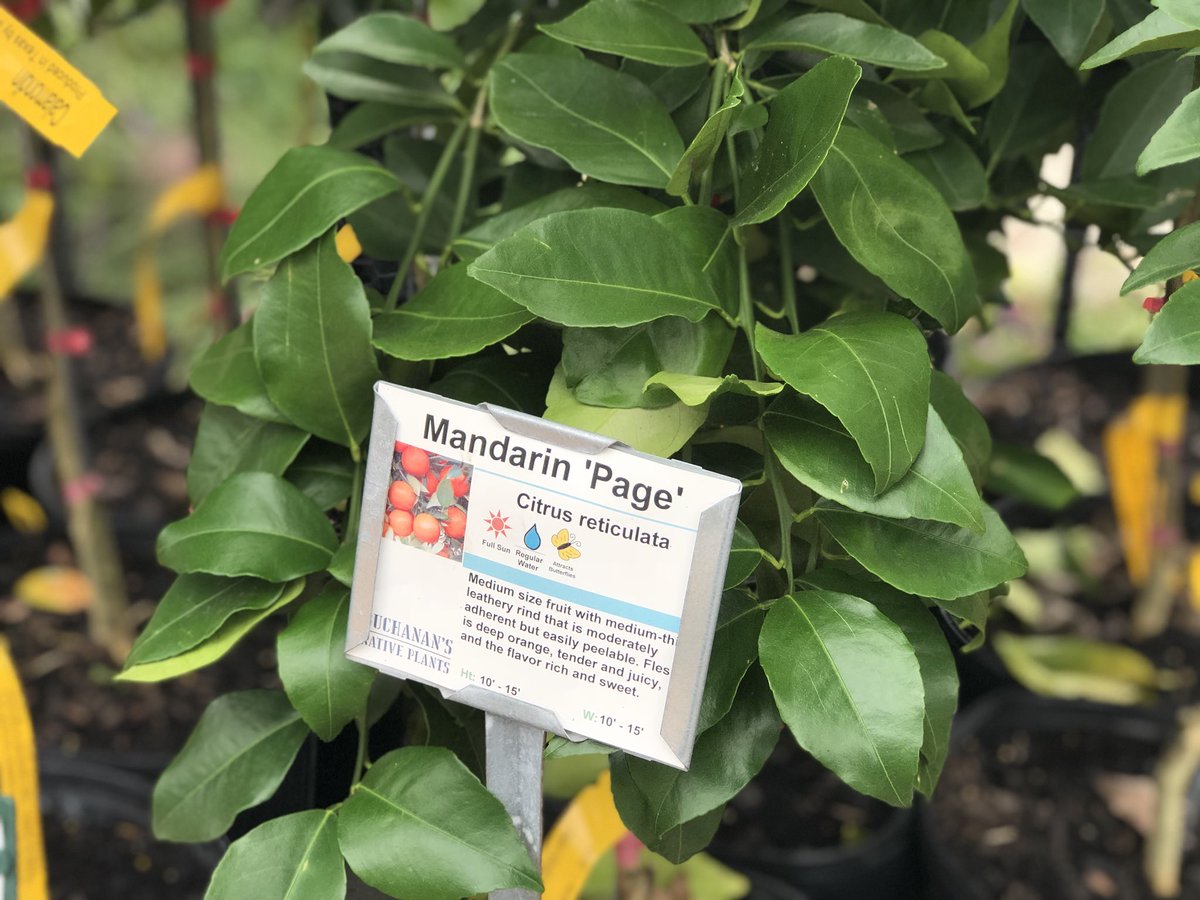 buchanansplants's tweet image. Citrus and olive trees are gifts that keep on giving year after year. Come pick up a last minute gift that grows today! We are open from 9-6! #giftsthatgrow  #holidaygiving #treesforhouston