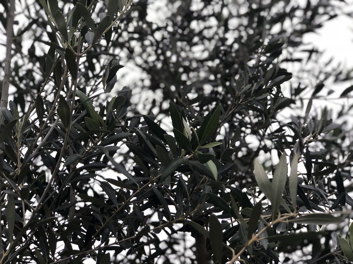 buchanansplants's tweet image. Citrus and olive trees are gifts that keep on giving year after year. Come pick up a last minute gift that grows today! We are open from 9-6! #giftsthatgrow  #holidaygiving #treesforhouston