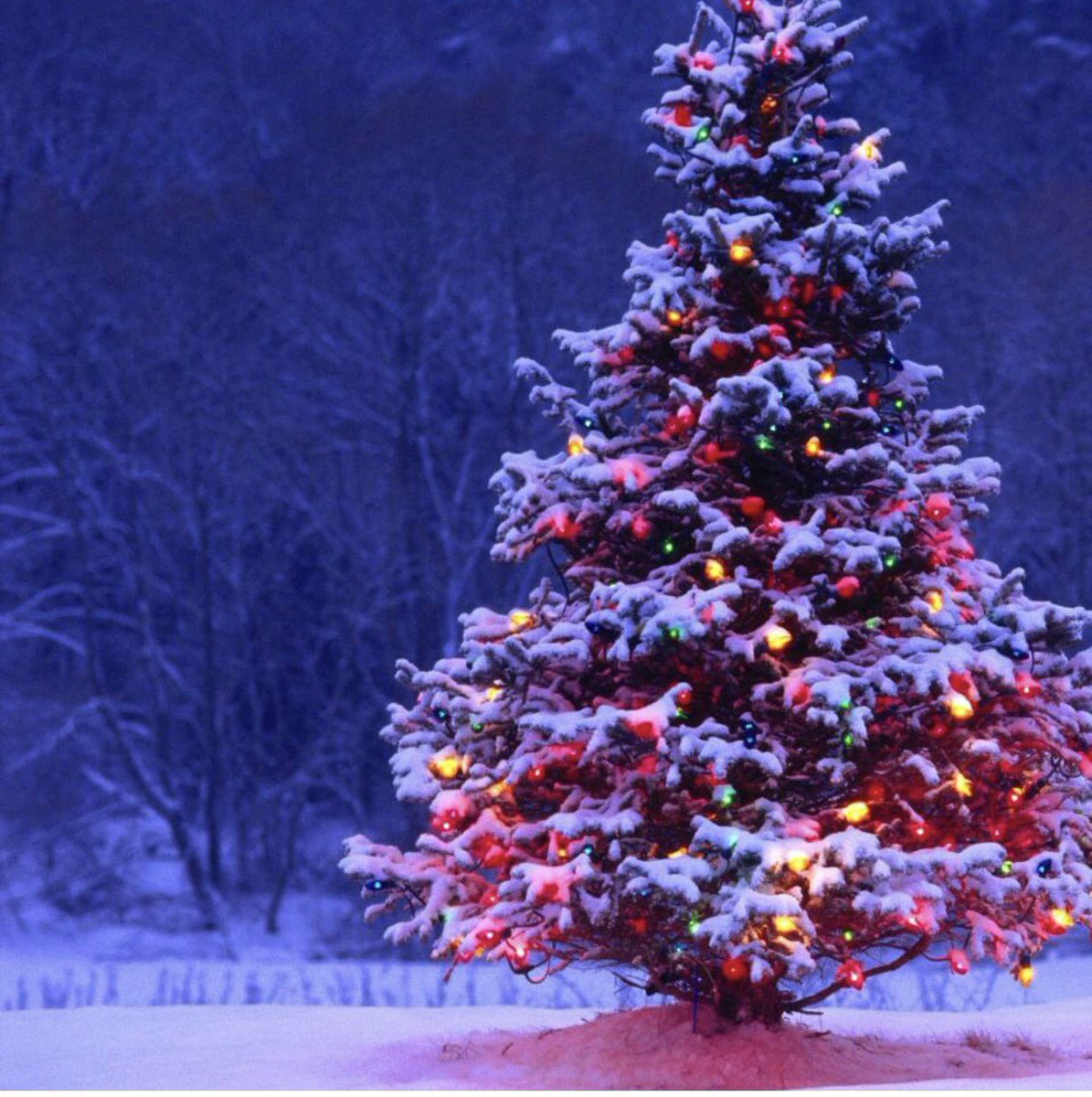 curious_bees_'s tweet photo. #HappyHolidays 🎄🎉🙏🏻 https://t.co/53PkZrPNYY