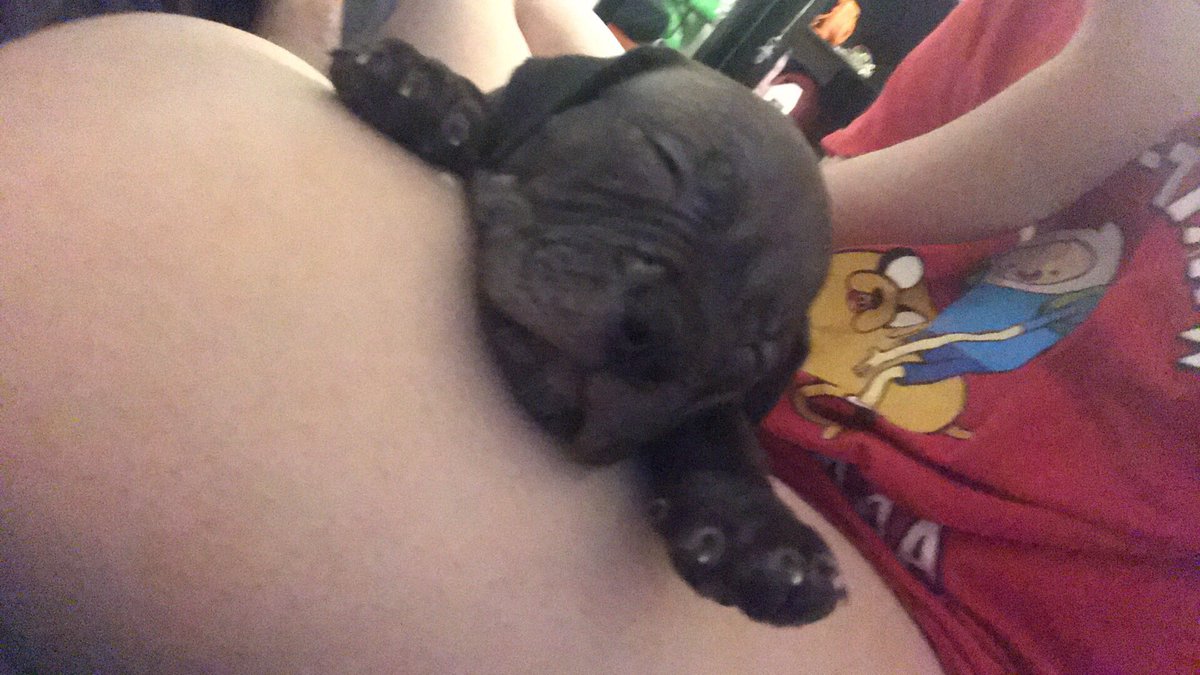 PurvyP's tweet photo. Here’s my pup since I haven’t shown him off yet on here. (Span of 4 Months) https://t.co/K7MVBtDaxM