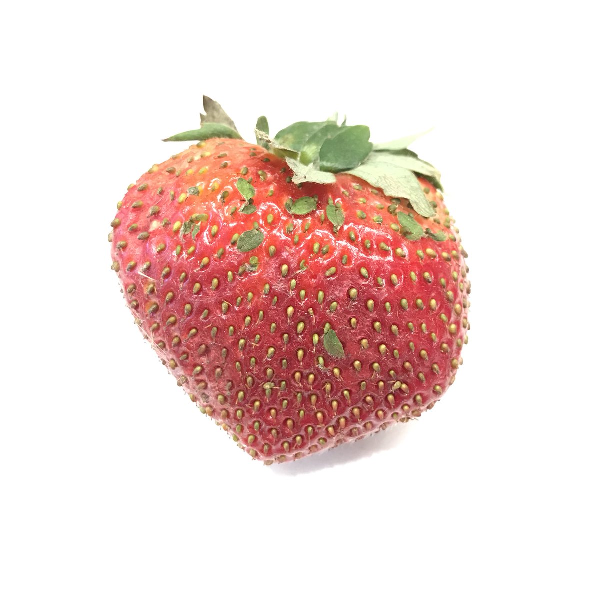 Vivipary in a strawberry!