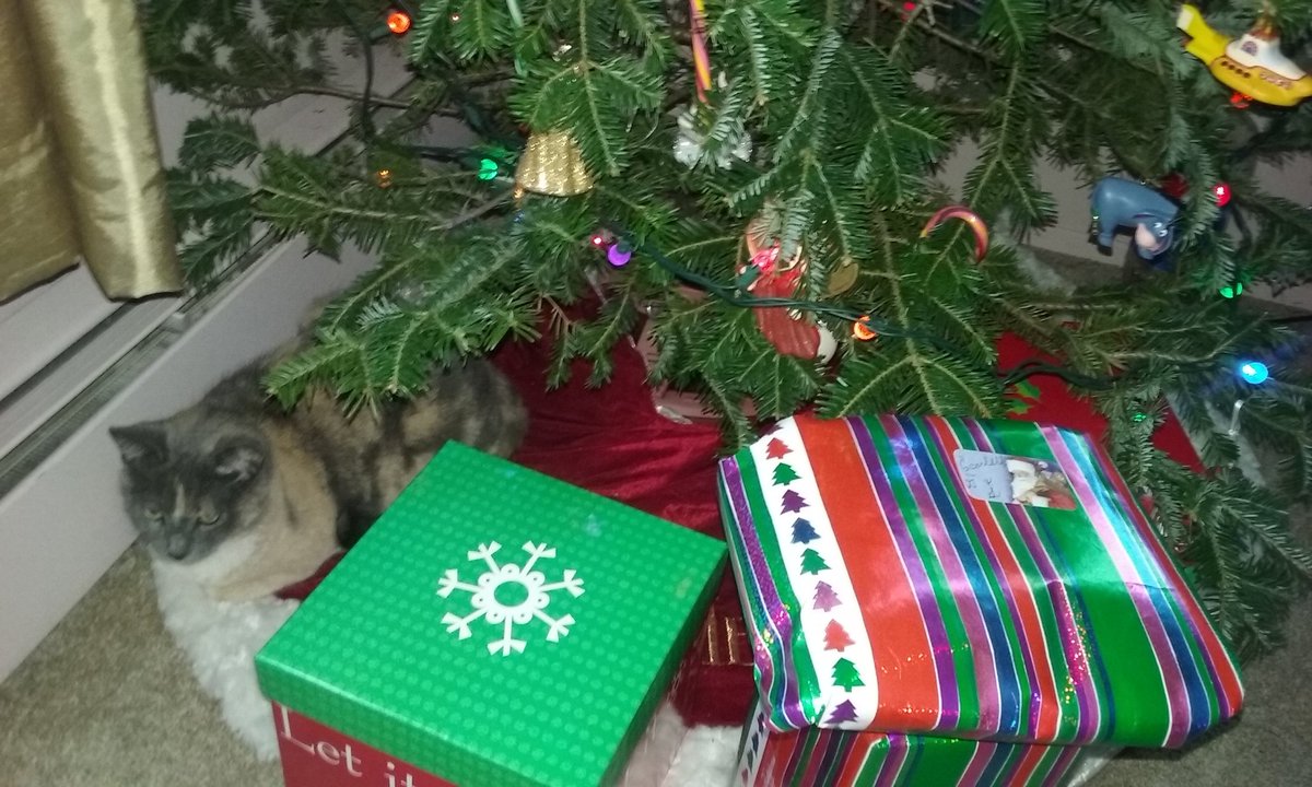 sharkypad's tweet photo. Twas the Caturday before Christmas...
#Christmas #Xmas #holidays #ChristmasEveEve #CatsOfTwitter #caturdaycuties #love #cats #napinterrupted #cute #calico #Caturday https://t.co/2lzps5vLVb
