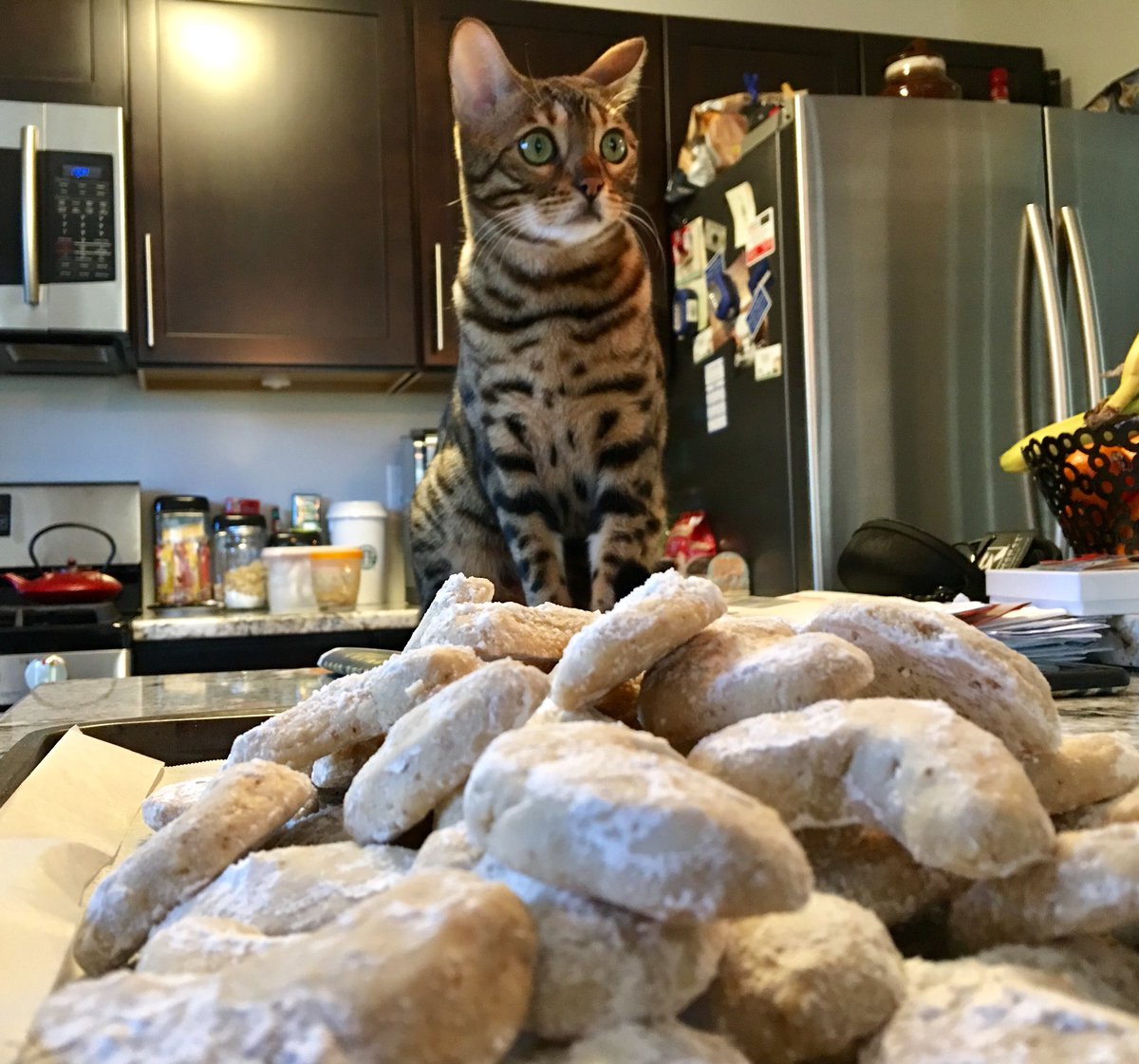 FlokiTheBengal's tweet photo. Cardamom walnut cookies?  I prefer chicken and tuna flavored, thank you very much!  Happy Holidays! https://t.co/qDuTBT55uY