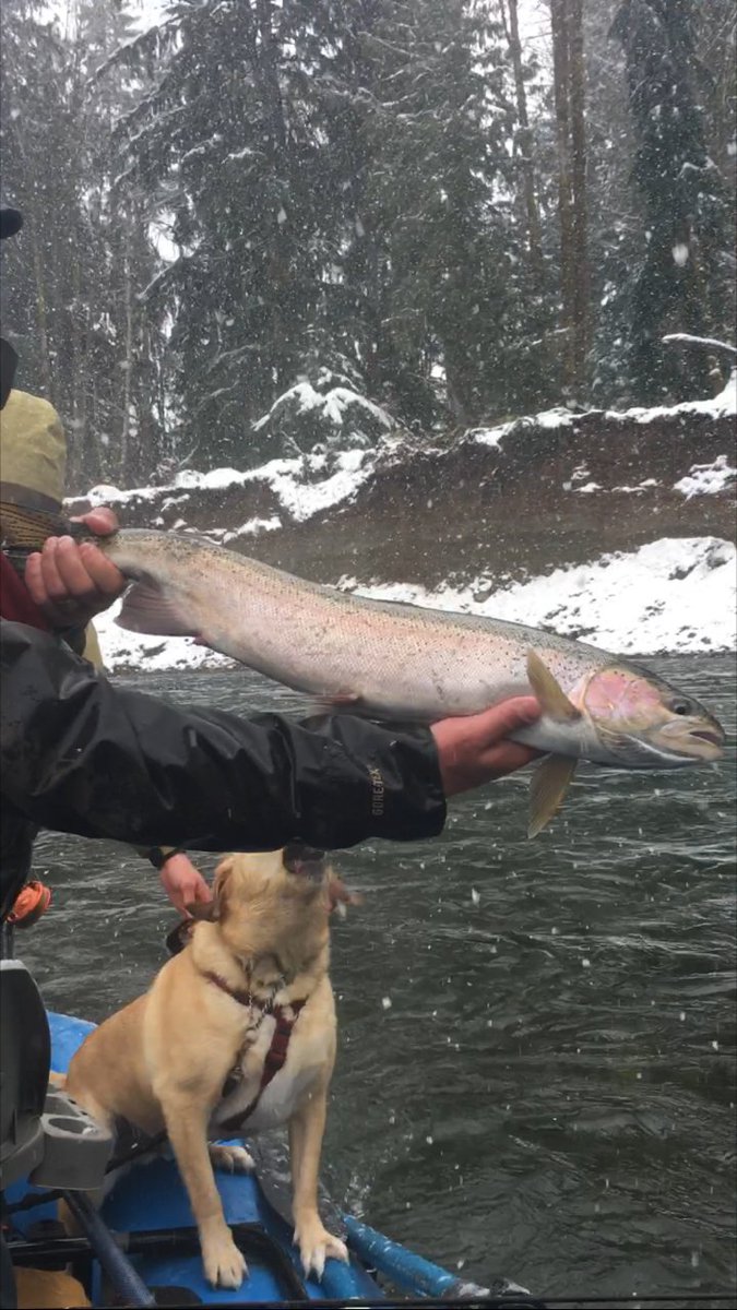 On the 23rd Day of #Xmas the Steelhead gods gave to me....... <a href="/gricer09/">Fuji</a> <a href="/dkfathertime/">Dave Knowland</a> <a href="/noggie63/">Noggie</a> @salmonraider @VILFishSookeBC