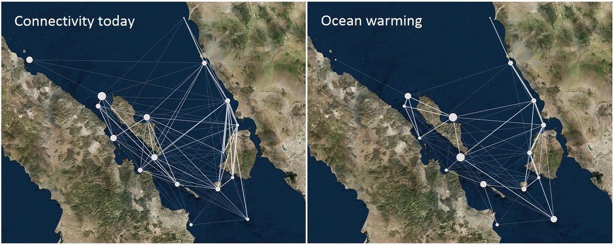 Effectiveness of marine reserve networks under future global warming requires adjusting their design to account for reduced connectivity. Checkout our new paper just out in <a href="/GlobalChangeBio/">Global Change Biology</a> onlinelibrary.wiley.com/doi/10.1111/gc…