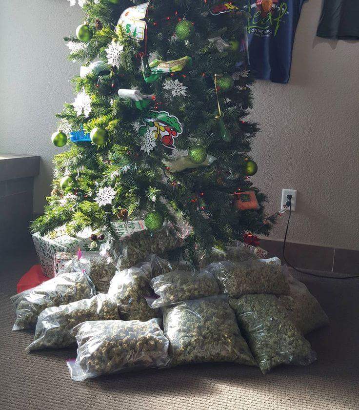 MadGreenz's tweet photo. Merry Christmas everyone!

#ChristmasTree
#MadGreenz
#medicalmarijuana 
#thc
#weed
#Marijuana https://t.co/zbw3j4UKnS