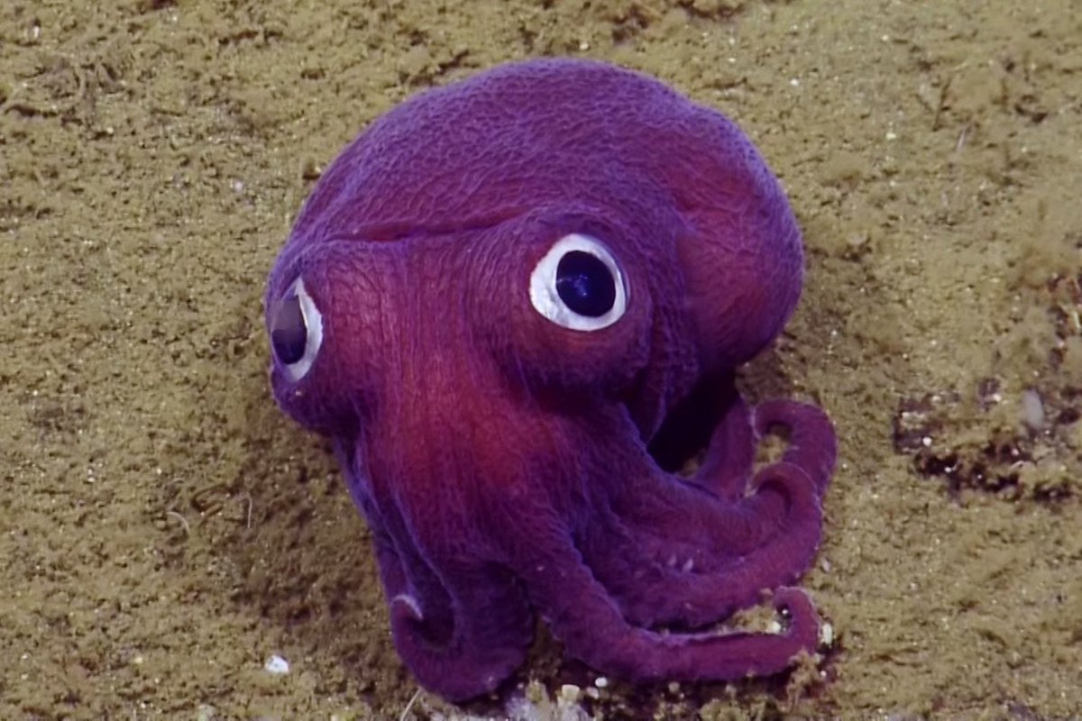 SarahMackAttack's tweet photo. Your #CephOfTheDay is brought to you by Russia pacifica earrings!

Thanks for finding this guy @EVNautilus and Etsy for being able to supply weirdos like me with earrings of deep sea squid 😂 https://t.co/Spk0irvWyE