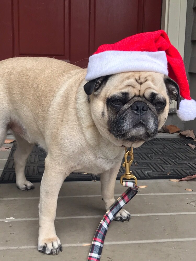 axlrunningpug's tweet photo. I just #resqwalked 6.0 mi to help animals in need! Thanks @ResQwalk  https://t.co/gAMf9L6LOG https://t.co/CAHE4iilzy