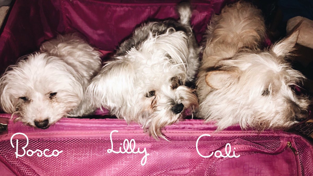 The best part of being home for the holidays is seeing our pets. We love the pets of Lambda Nu! 🐶💗