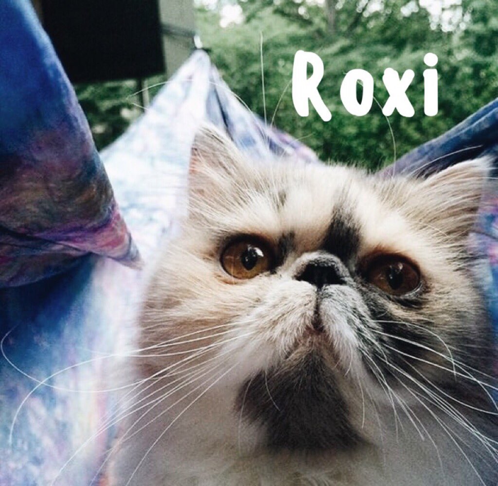 Furman ZTA tweet media