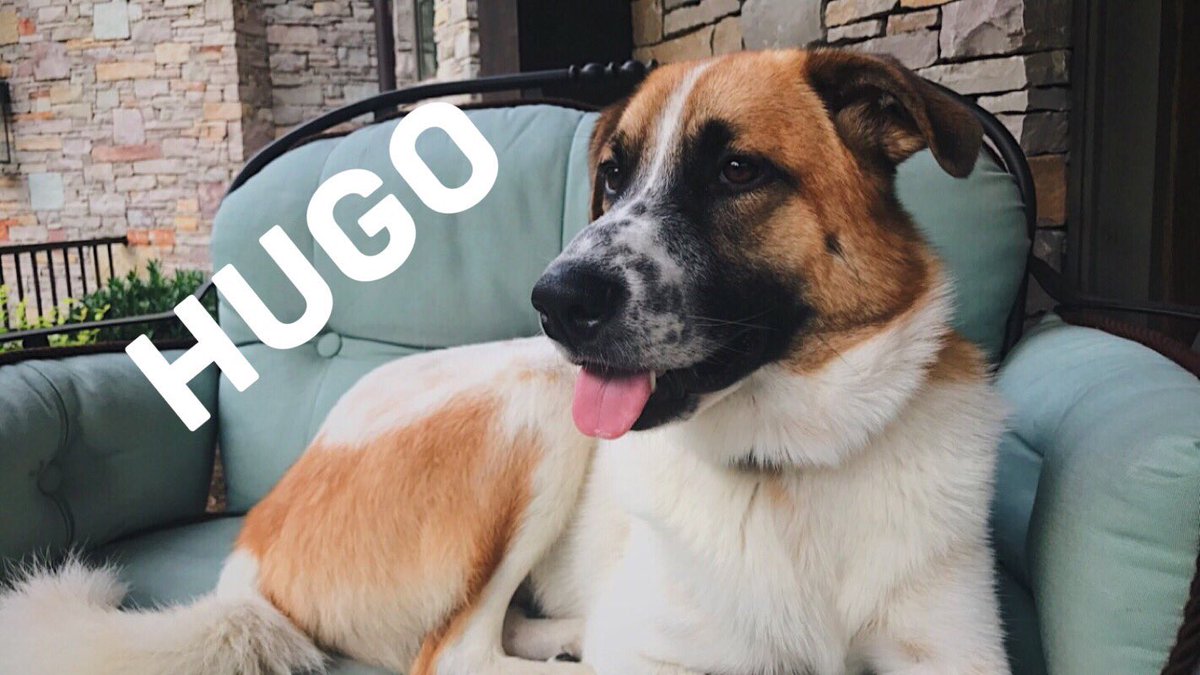 Furman ZTA tweet media