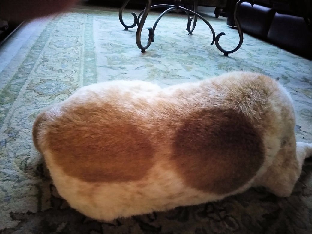 I rolled snake eyes . . .