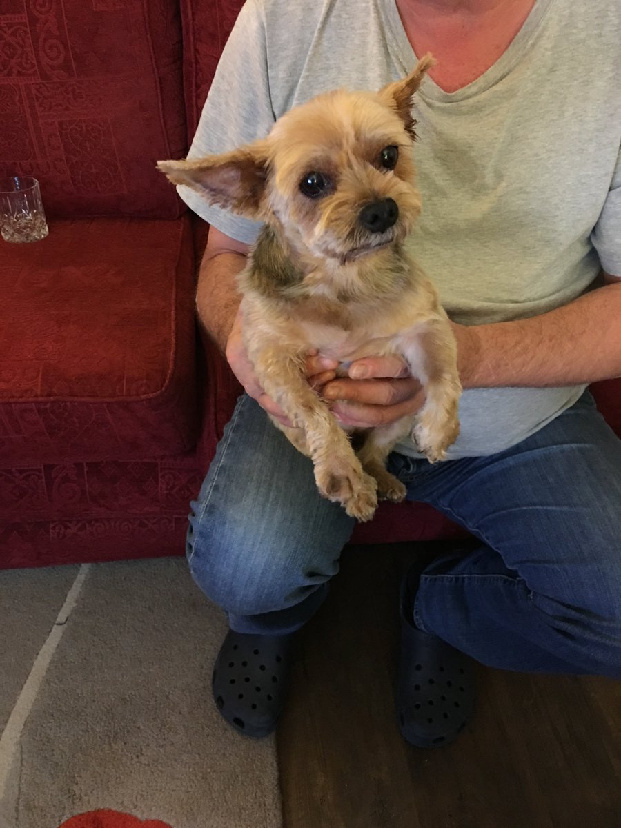 AnnielizzieSten's tweet photo. Pickle has had a hair cut and is not very happy about it. #poorpickle https://t.co/ko1KRVUhPa