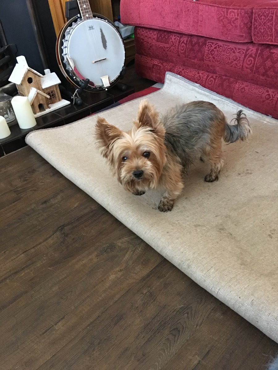 AnnielizzieSten's tweet photo. Pickle has had a hair cut and is not very happy about it. #poorpickle https://t.co/ko1KRVUhPa