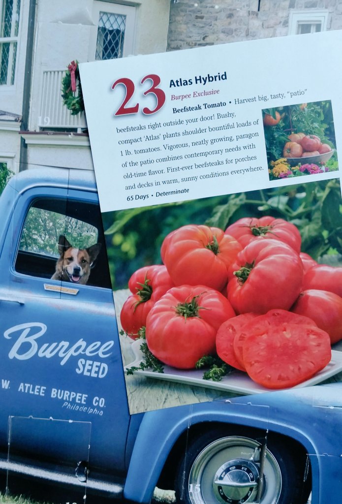 GardenOpus's tweet photo. 151-PAGE DREAM! Day 23 #Advent #25DaysOfBurpee & #Rex, 2018 patio-height Beefsteak #Tomato #Atlas F1 greeted me, & 2018 catalog arrived!π
πΆ https://t.co/OqCCgxNVwR