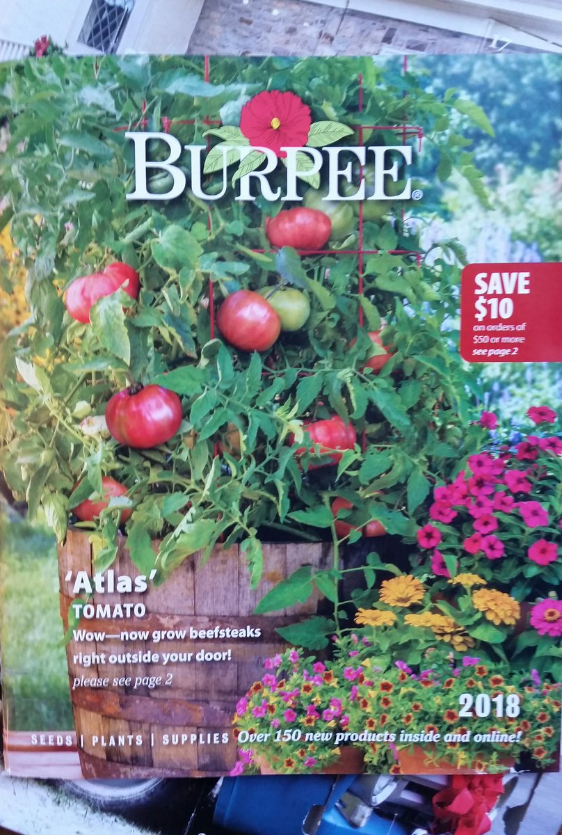 GardenOpus's tweet photo. 151-PAGE DREAM! Day 23 #Advent #25DaysOfBurpee & #Rex, 2018 patio-height Beefsteak #Tomato #Atlas F1 greeted me, & 2018 catalog arrived!π
πΆ https://t.co/OqCCgxNVwR