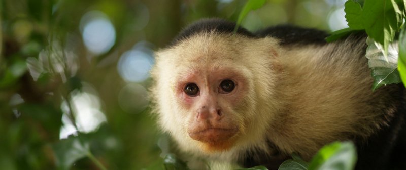 infopresidencia's tweet photo. En esta Navidad, digamos NO al tráfico y la comercialización de nuestras especies silvestres. ¡Protejamos la riqueza ambiental de Colombia!→ https://t.co/KX06o8asRP https://t.co/kWsEb4lhn5