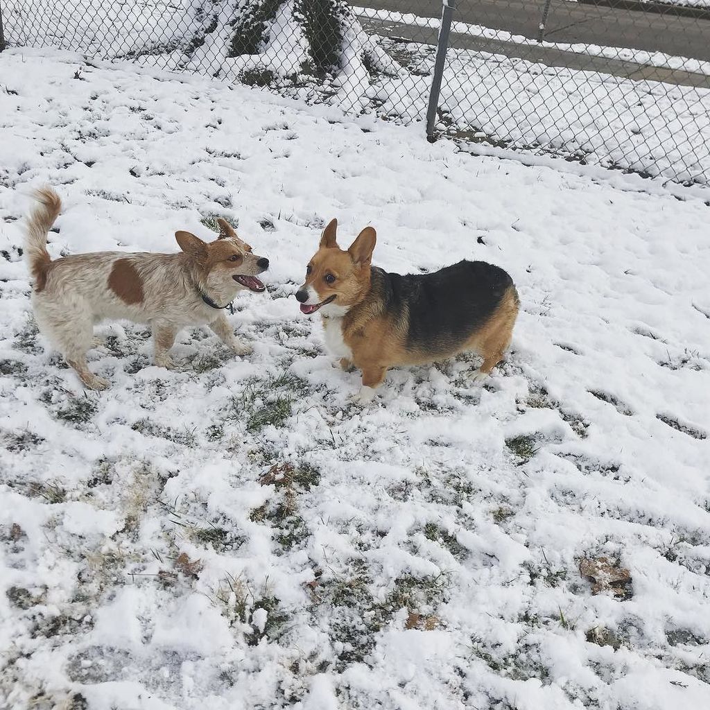 katiekyns's tweet photo. Today was a really cute day for us. β¨βοΈπ | #family #christmas #whitechristmas #dogs #corgi #corgination #corgisofinstagram #dogsoftulsa #tulsa #midtowntulsa #oklahoma #winter #snow #december #playtime https://t.co/YOhpwFi3YO https://t.co/5RRWMstTiI