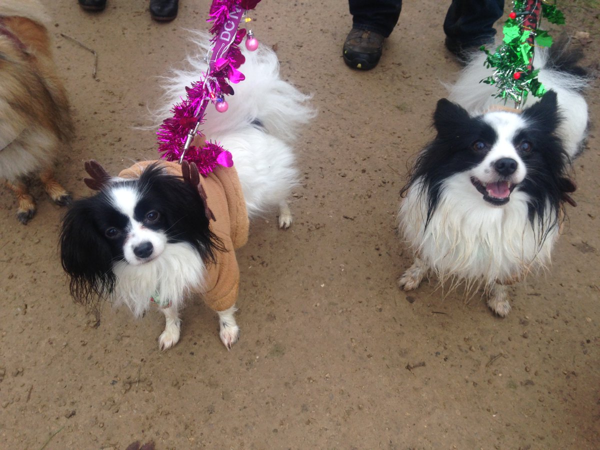 Benni_Papillon's tweet photo. Super happy (and muddy) on the santa paws pooch parade today @KedlestonNT #Papillon #Phalene #Festive #MuddydogHappyDog https://t.co/qtUFnb4Cv3