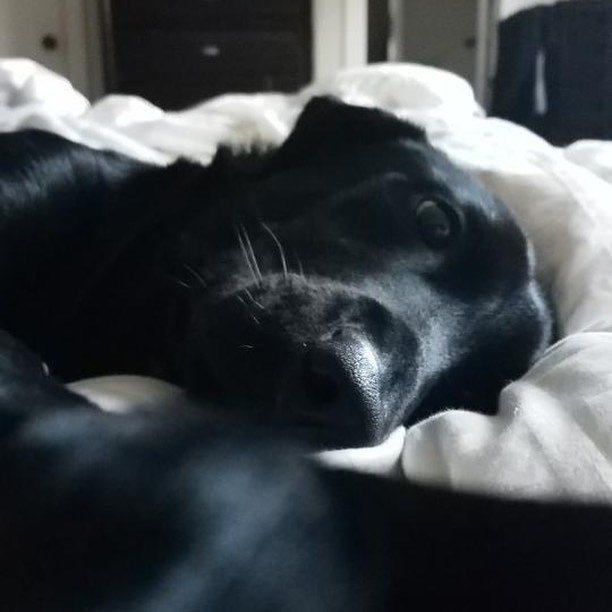 Ryanedghill's tweet photo. Lazy day. Dottie is taking selfies in bed @icrafthappiness #labsofinstagram #labradorretriever https://t.co/0MyvXmdfA7 https://t.co/ZVyeQsHe4C