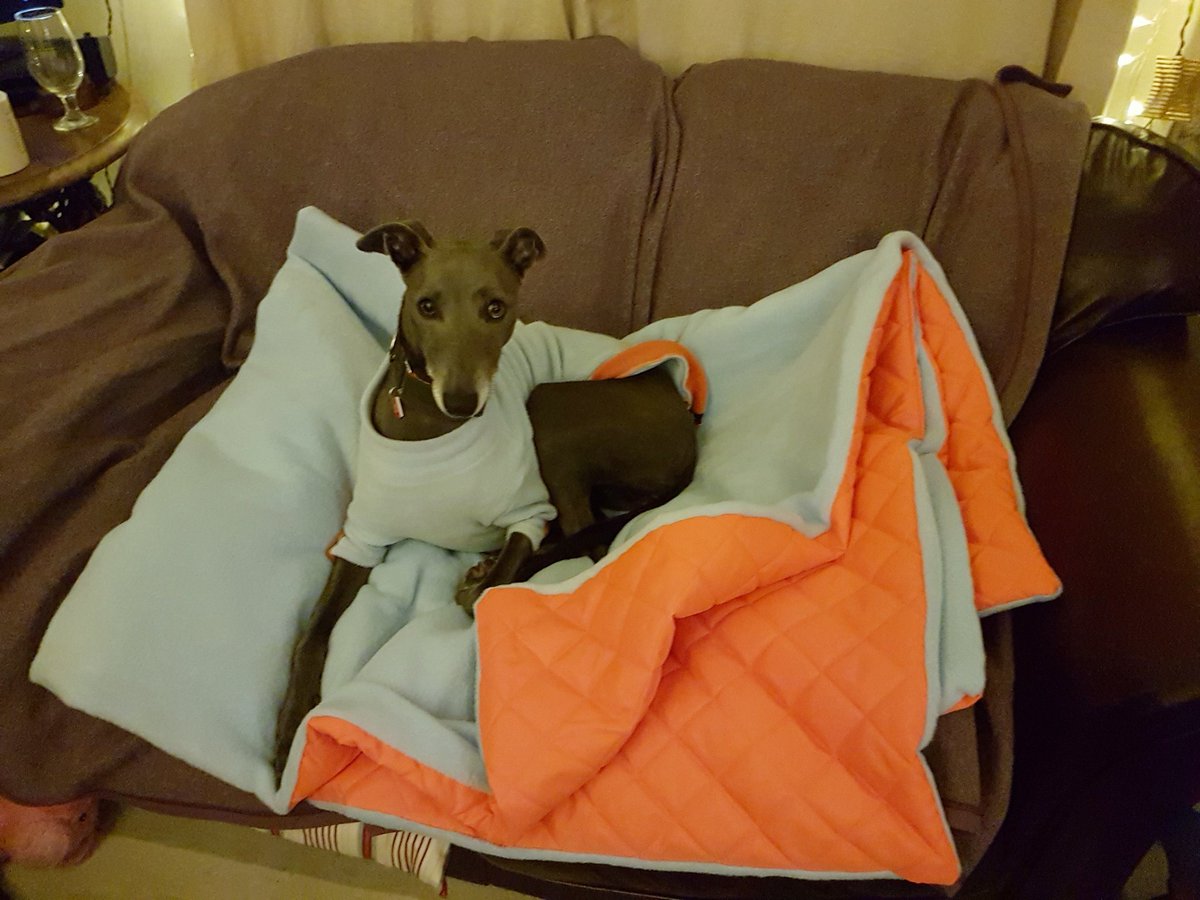 Isis_Whippet's tweet image. #MakingDo on my new blankie