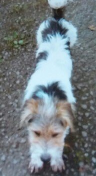 Stolen&Missing Pets tweet media