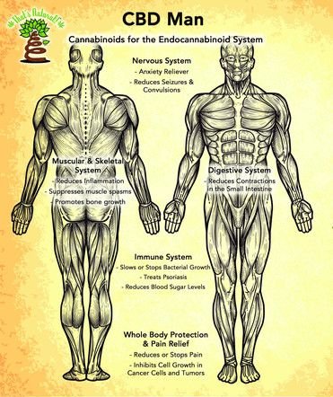 cbdbenefits's tweet photo. The Endocannabinoid System &amp; CBD (Cannabidiol) https://t.co/RX9RGhQyJ0