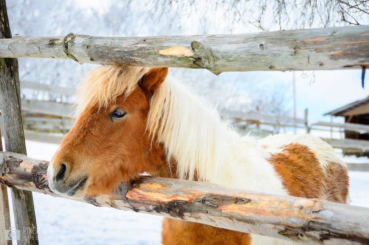 PixelsInTheBag's tweet photo. We met this little guy during our visit of "Moara de Vânt", an animal park the name of which can be translated as "The Wind Mill". Not only surprising by its size, the number of (well taken care of) animals, but also the adventurous road to arrive there. #Romania #Cluj #blogbelge https://t.co/kv3p6XFOzE