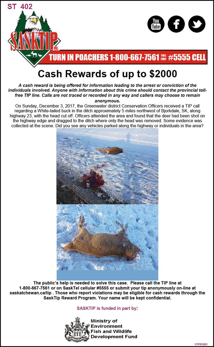 Sasktip's tweet image. Here are the latest unsolved cases all regarding deer left to waste across the province. If you have any info call the toll-free TIP line 1-800-667-7561 or #5555 from a Sasktel cellphone. You can also report online at saskatchewan.ca/tip #sktip