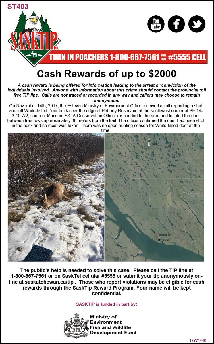 Sasktip's tweet image. Here are the latest unsolved cases all regarding deer left to waste across the province. If you have any info call the toll-free TIP line 1-800-667-7561 or #5555 from a Sasktel cellphone. You can also report online at saskatchewan.ca/tip #sktip