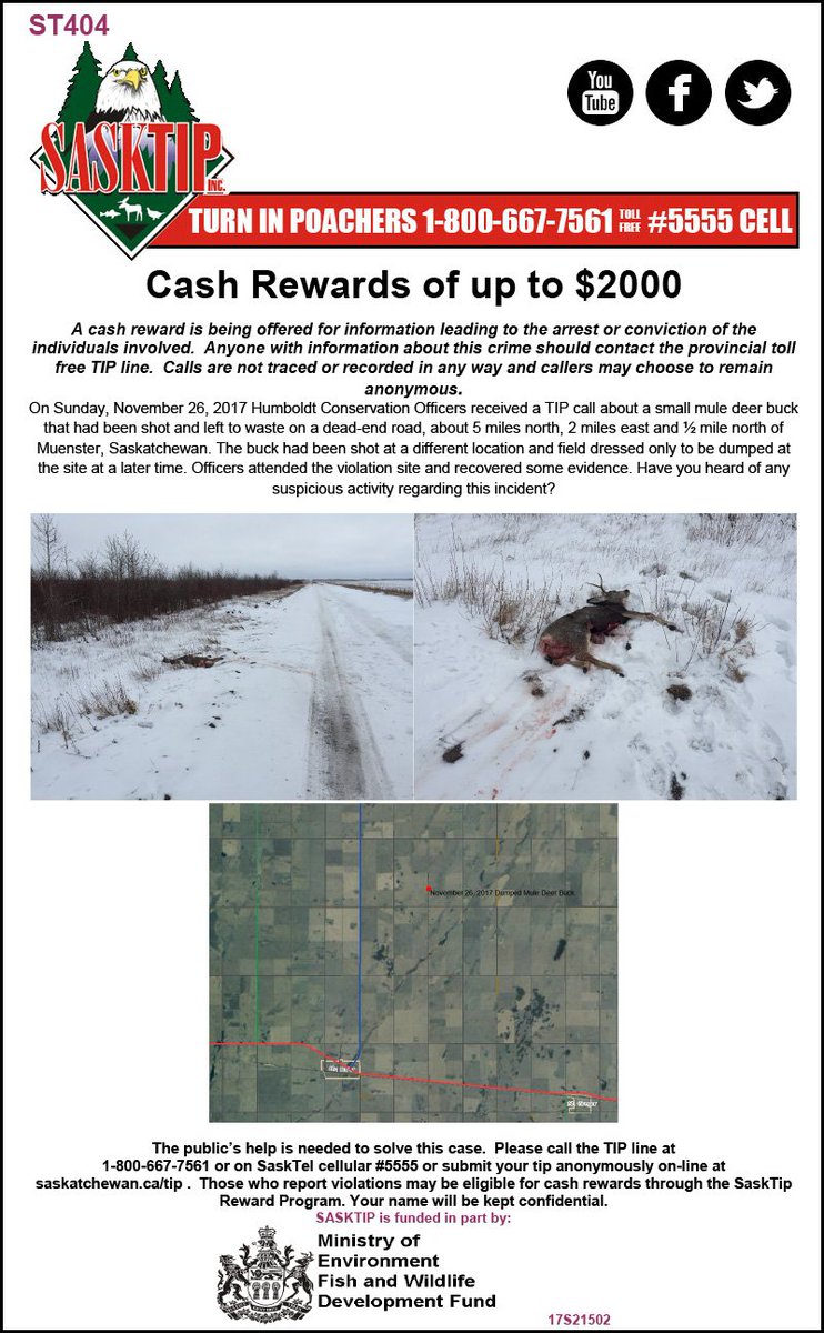 Sasktip's tweet image. Here are the latest unsolved cases all regarding deer left to waste across the province. If you have any info call the toll-free TIP line 1-800-667-7561 or #5555 from a Sasktel cellphone. You can also report online at saskatchewan.ca/tip #sktip