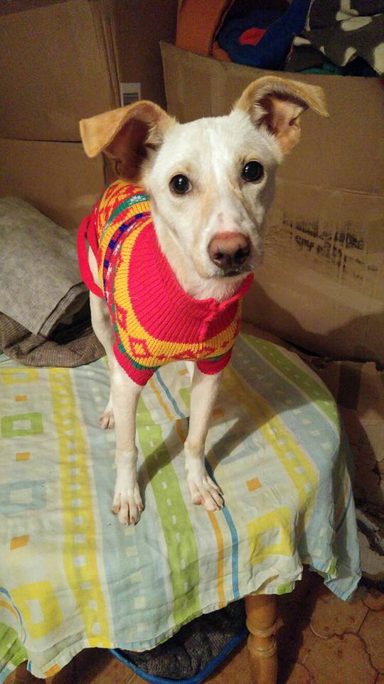 PARA ADOPTAR:
🐕cachorrita, talla pequeña, 30 cm alt
se adopta con cartilla+vacunas+desparasitada+chip
Buen caracter
socializada con perros+personas
📞698 298985
#adopta #perros #AdoptaNoCompres #ADOPTAR #Madrid #Barcelona #Zaragoza #Alicante #Toledo  <a href="/perezreverte/">Arturo Pérez-Reverte</a> #navidad #Ole