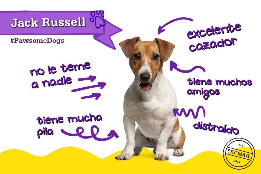 PetMailMX's tweet photo. #PawsomeDogs ¡Todo un aventurero! 🐶 🔎 ⛺ https://t.co/TvmrE70gXQ