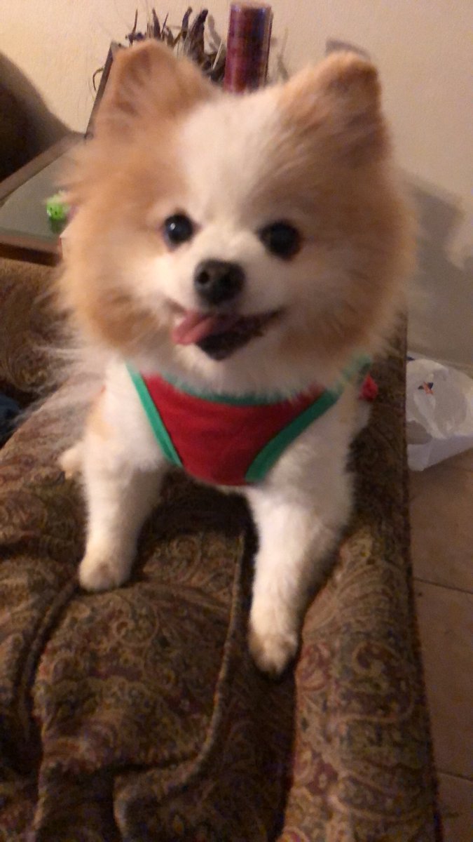 MarkiiiiMark's tweet photo. Merry Christmas from these pretty pooches. ❤️🎅🏼🎉 https://t.co/74sAb4qgUK