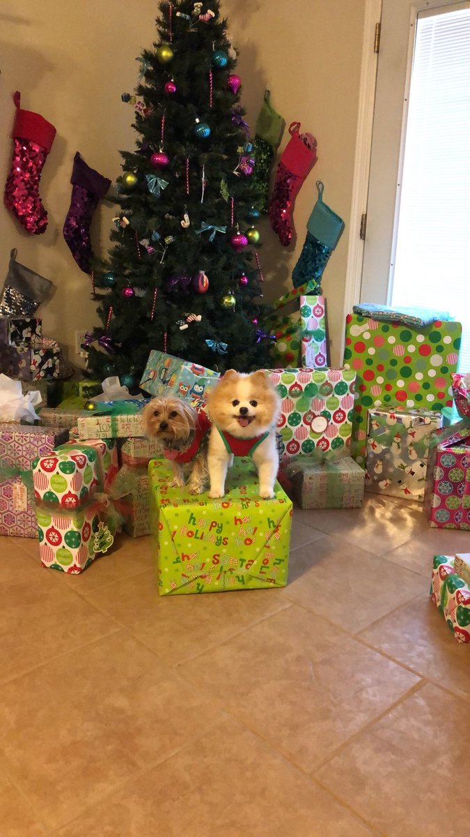 MarkiiiiMark's tweet photo. Merry Christmas from these pretty pooches. ❤️🎅🏼🎉 https://t.co/74sAb4qgUK