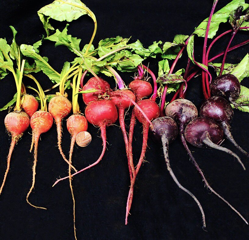 NurturedInNflk's tweet photo. Got any vegetable jokes?...Beets me?π
#beetroot #goldenbeets #redbeet #candybeetroot #vegetables #babybeets #tricolor #red #golden #candy #health #healthyfood https://t.co/UQ0Fd0tAON