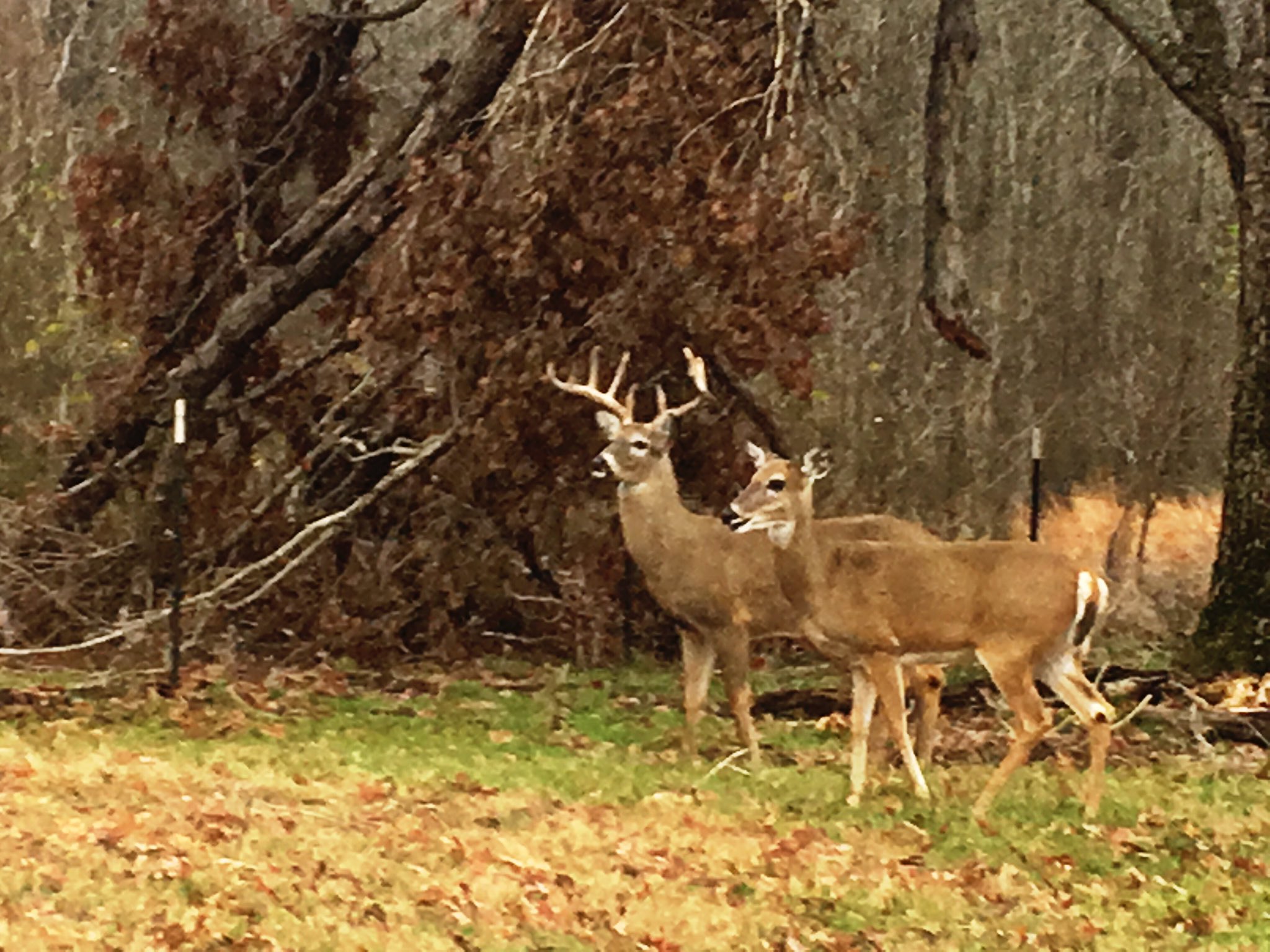 Felton Ranch Sales on Twitter "Another good day in the office looking